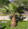 Washingtonia Robusta